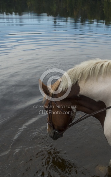 Major Having a Drink at Voyageur Bay at Horse Country Campground