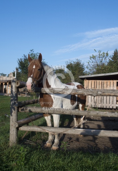 Major in the Corral at Horse Country Campground