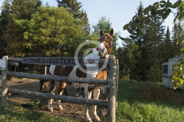 Major in the Corral at Horse Country Campground