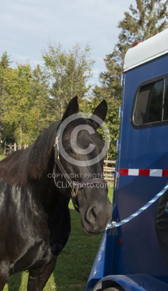 Flicka at Her Horse Trailer at Horse Country Campground