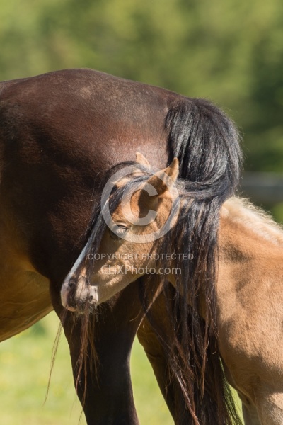 Rocky Mountain Foal Portrait