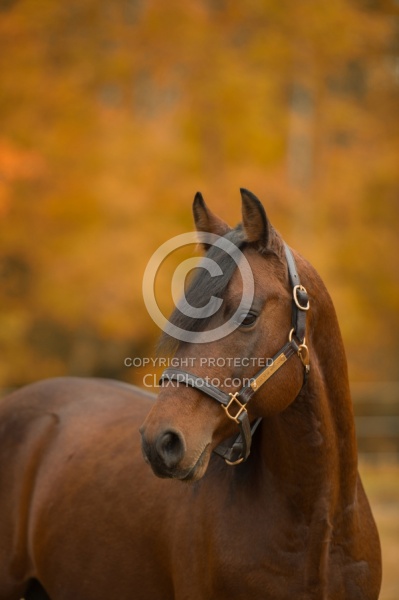 Morgan Portrait, Stallion, Country Rose Time Bandit,Kavanaugh Tr Morgan in the Fall