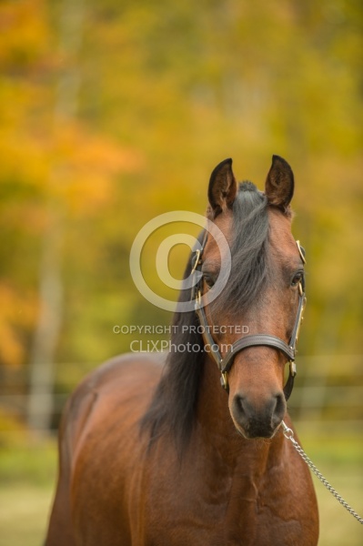 Morgan Portrait, Stallion, Country Rose Time Bandit,Kavanaugh Tr Morgan in the Fall