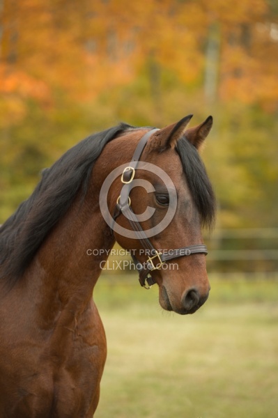 Morgan Portrait, Stallion, Country Rose Time Bandit,Kavanaugh Tr Morgan in the Fall