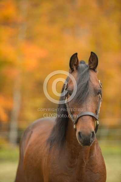 Morgan Portrait, Stallion, Country Rose Time Bandit,Kavanaugh Tr Morgan in the Fall
