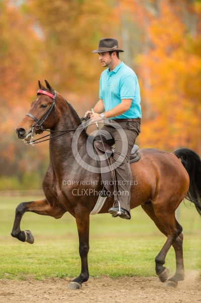Morgan being Ridden Saddle Seat, Alpha Star First Asset Kavanaug Morgan in the Fall