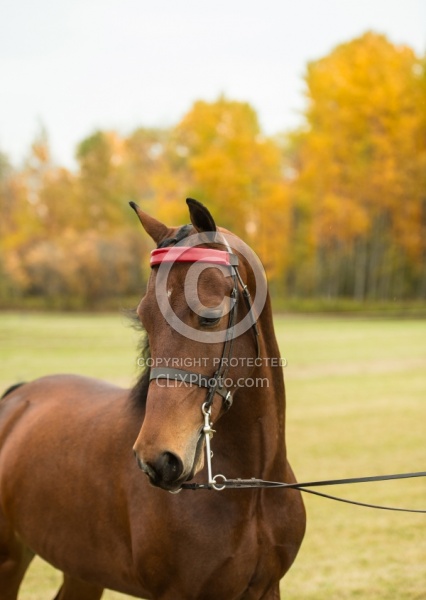 Morgan Portrait, Alpha Star First Asset,Kavanaugh Training Stabl Morgan in the Fall