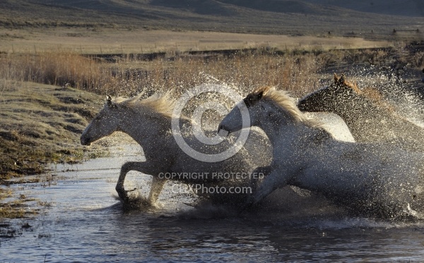 Horses Running Through Water