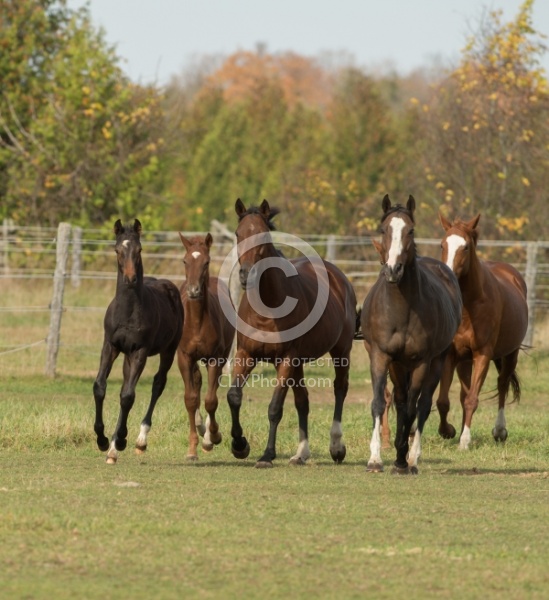 Mares and Foals