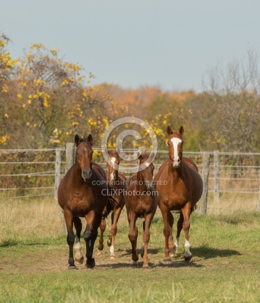 Mares and Foals