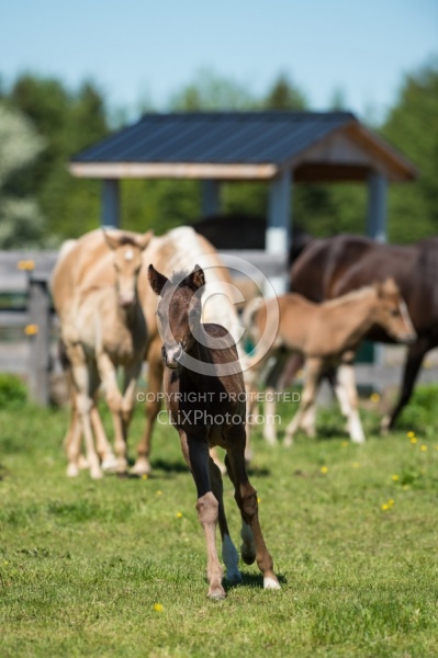 Rocky Mountain Foal Bonnie View Farm