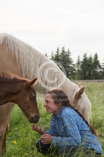 Rocky Mountain Foal, Bonnie View Farm