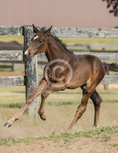 Standardbred Foal Free Running