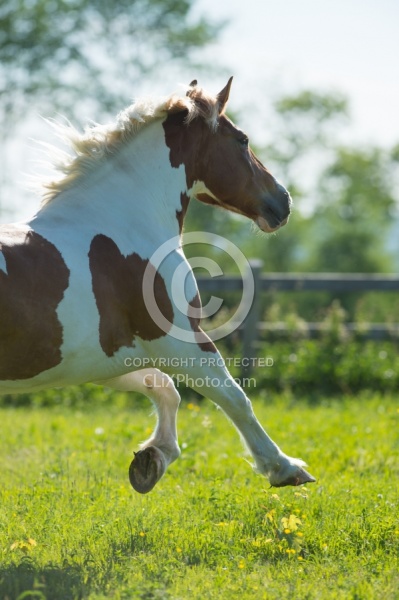 Belgian Paint Free Running