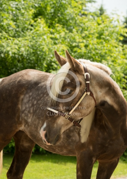 Rocky Mountain Horse Portrait, Bonnie View Farm