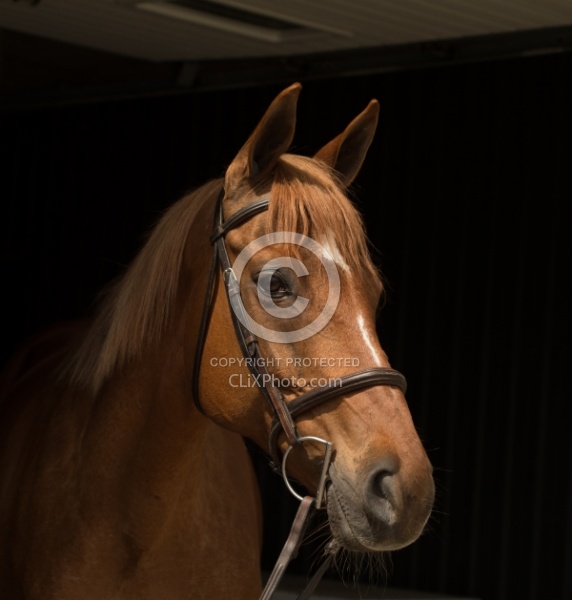 Thoroughbred Portrait, Off Track