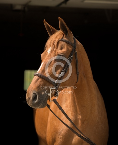 Thoroughbred Portrait, Off Track