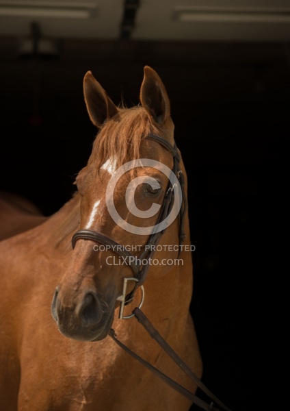 Thoroughbred Portrait, Off Track