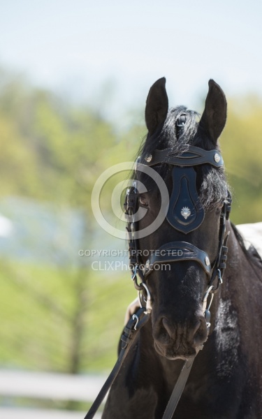 Friesian Portrait Friesian Portrait