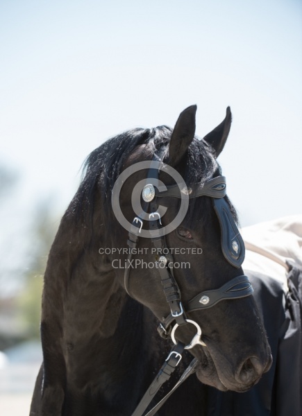 Friesian Portrait Friesian Portrait