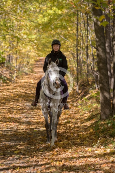 Arabian on the Trail