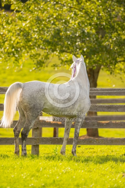 Arabian Free Running
