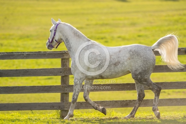 Arabian Free Running