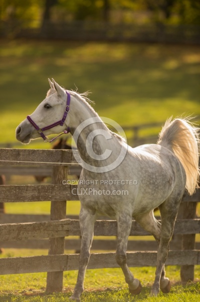 Arabian Free Running