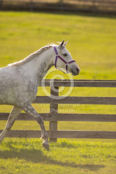 Arabian Free Running