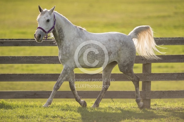 Arabian Free Running