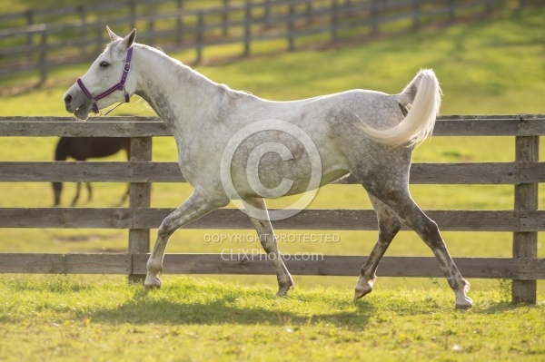 Arabian Free Running