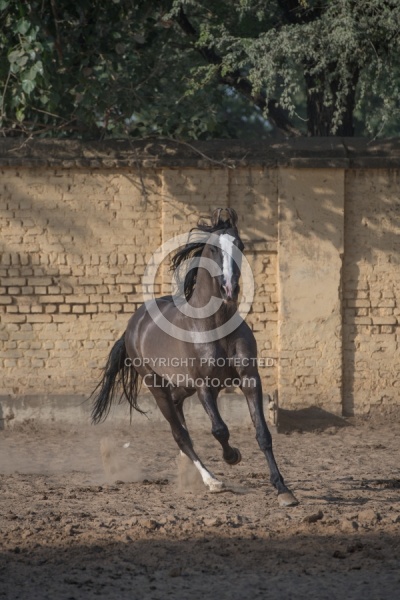 Marwari free running
