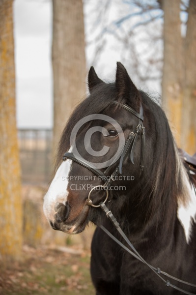 Mystical Meadows Gypsy Vanners Gypsy Vanner