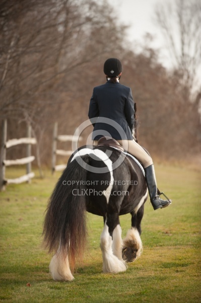 Mystical Meadows Gypsy Vanners Gypsy Vanner
