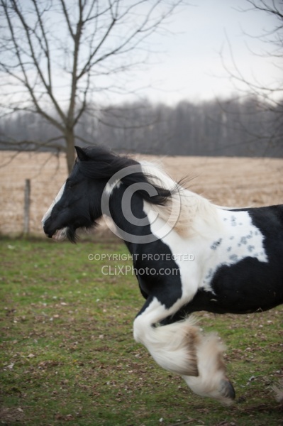 Mystical Meadows Gypsy Vanners Gypsy Vanner