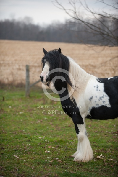 Mystical Meadows Gypsy Vanners Gypsy Vanner