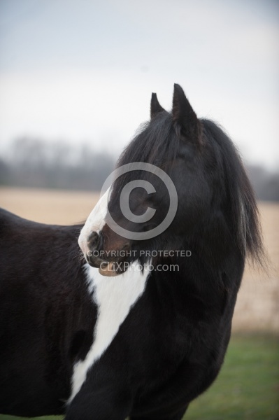 Mystical Meadows Gypsy Vanners Gypsy Vanner
