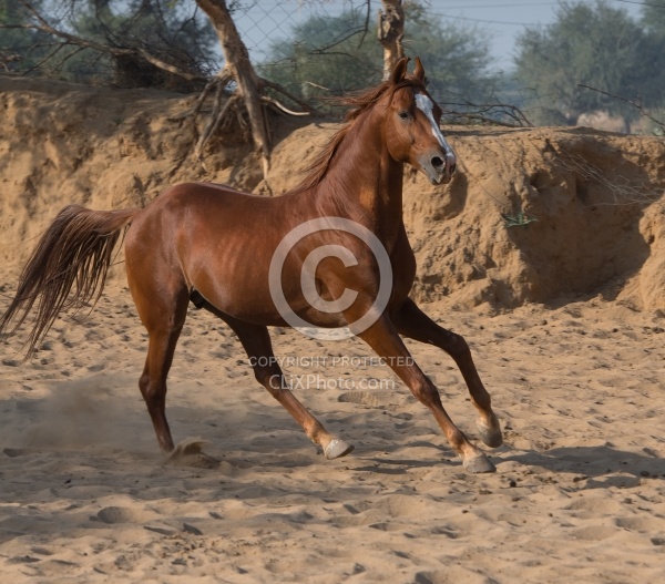 Marwari Free Running