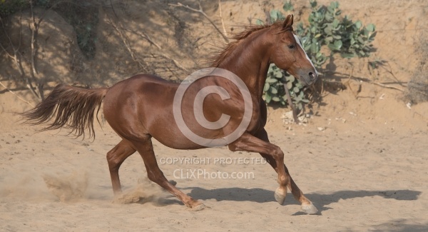 Marwari Free Running