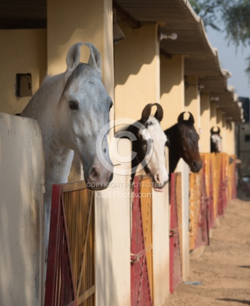 Marwari Portrait