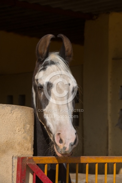 Marwari Portrait