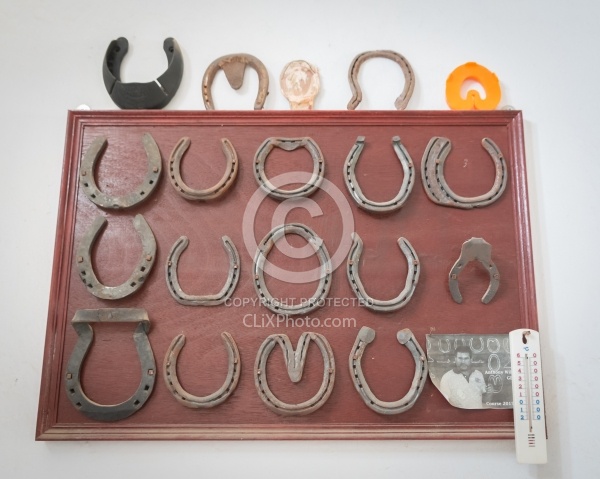 Farrier School in India