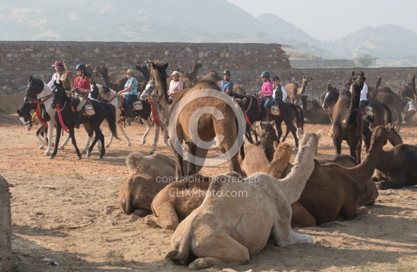 Riding Through The Pushkar Camel Fair