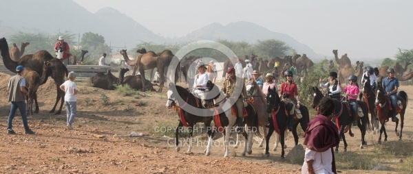 Riding Through The Pushkar Camel Fair