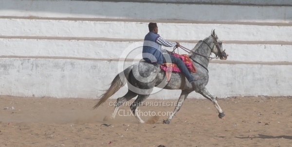 The Camel Festival in Pushkar