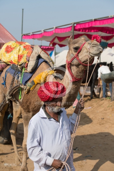 The Camel Festival in Pushkar