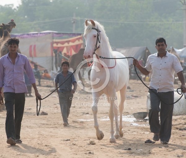 The Camel Festival in Pushkar