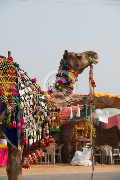 The Camel Festival in Pushkar