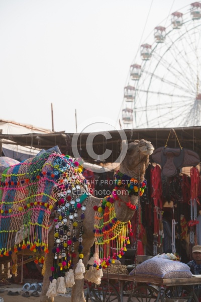 The Camel Festival in Pushkar