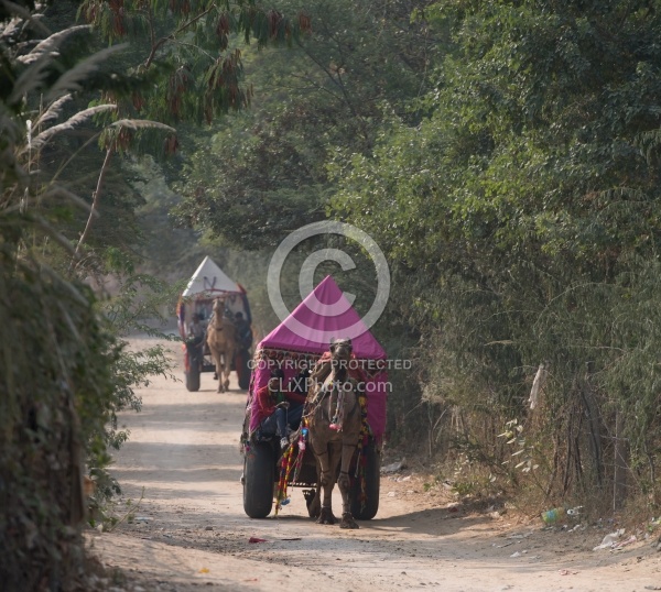 The Camel Festival in Pushkar